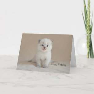Ragdoll Kitten Card