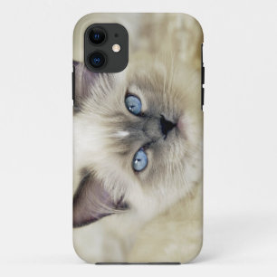 Ragdoll kitten iPhone 11 case