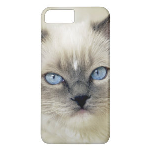 Ragdoll kitten iPhone 8 plus/7 plus case