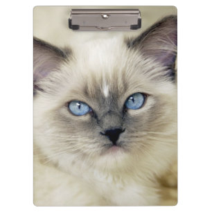 Ragdoll kitten clipboard