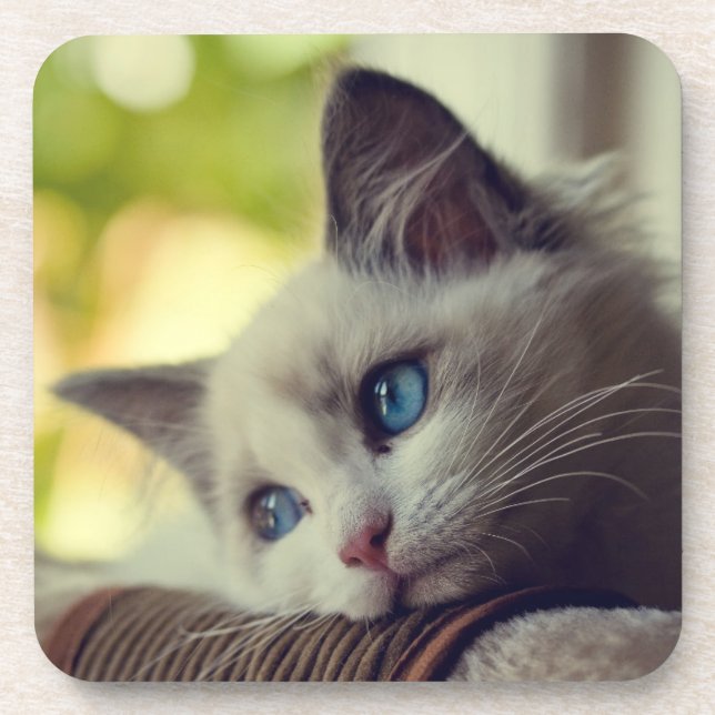 Ragdoll Kitten Coaster (Front)
