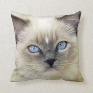 Ragdoll kitten cushion