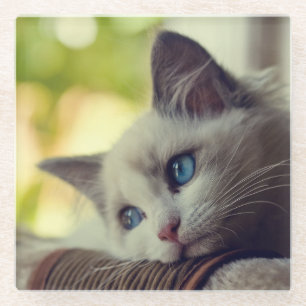 Ragdoll Kitten Glass Coaster