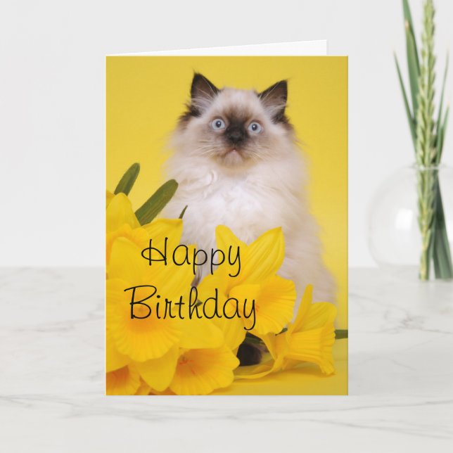 Ragdoll kitten greetings card (Front)