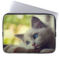 Ragdoll Kitten