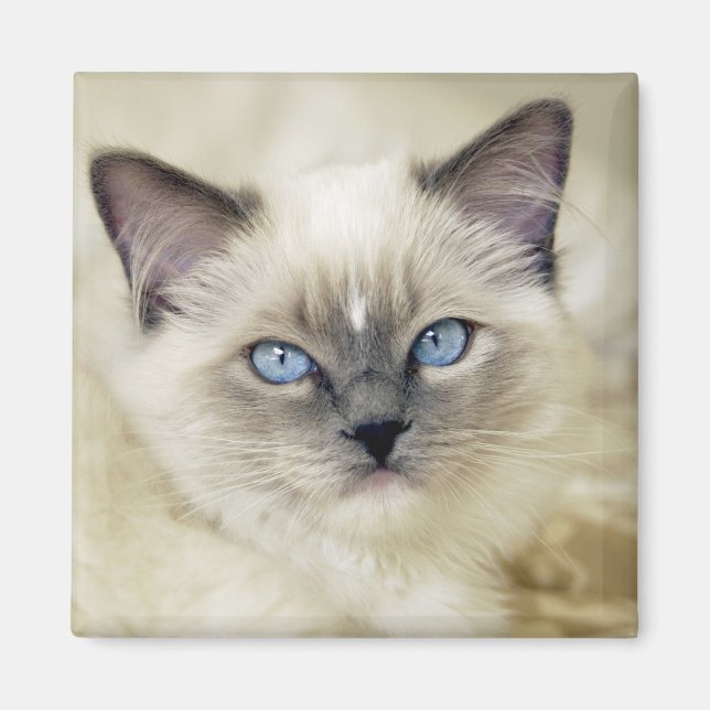 Ragdoll kitten magnet (Front)