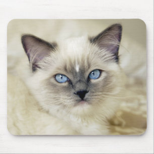 Ragdoll kitten mouse pad