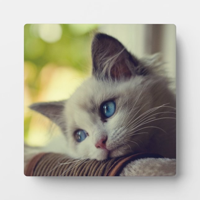 Ragdoll Kitten Plaque (Front)