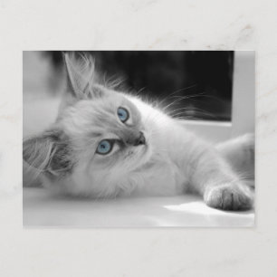 Ragdoll kitten postcard