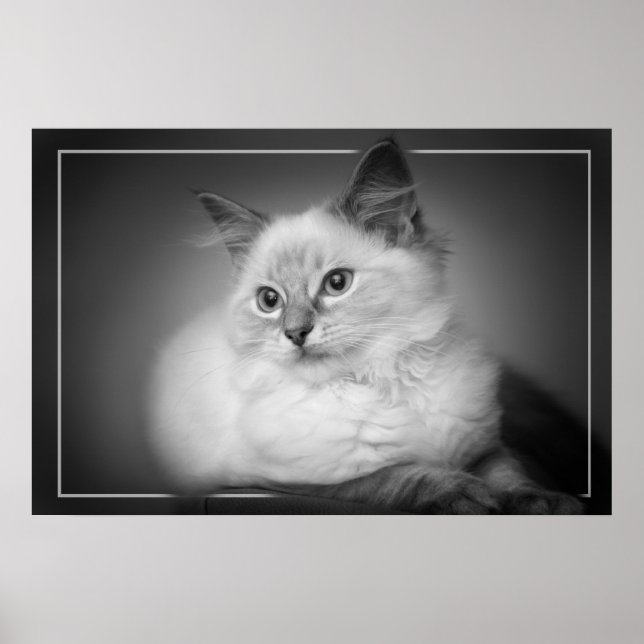 ragdoll kitten poster (Front)