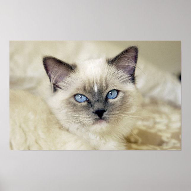 Ragdoll kitten poster (Front)