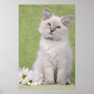 Ragdoll kitten poster with green background