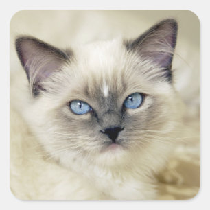 Ragdoll kitten square sticker