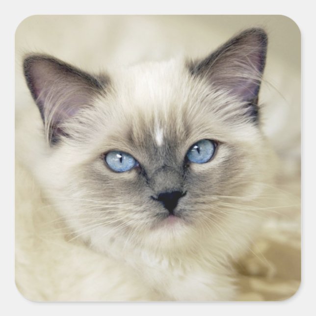 Ragdoll kitten square sticker (Front)
