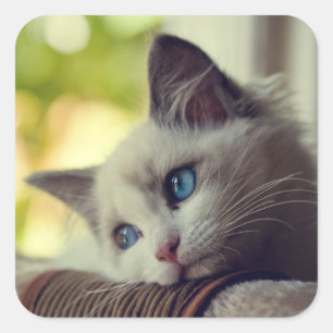 Ragdoll Kitten Square Sticker
