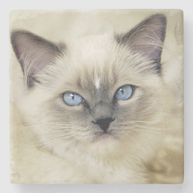 Ragdoll kitten stone coaster (Front)