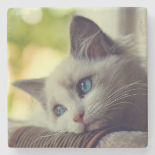 Ragdoll Kitten Stone Coaster