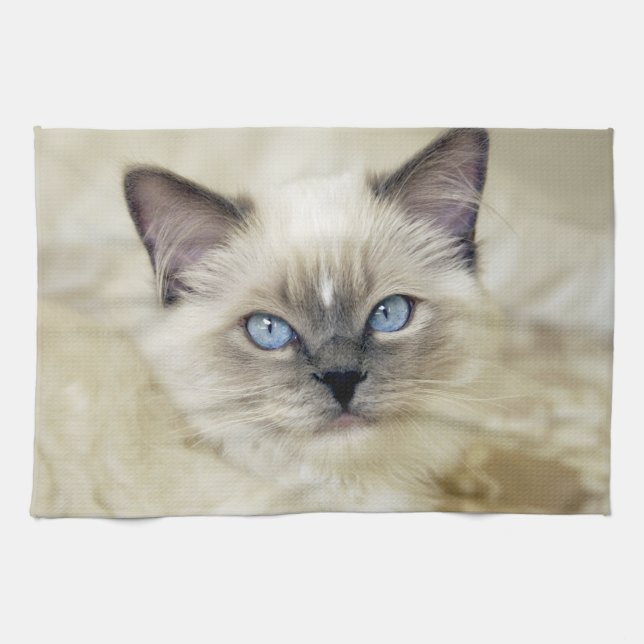 Ragdoll kitten tea towel (Horizontal)