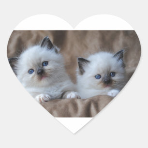 Ragdoll Kittens Heart Sticker