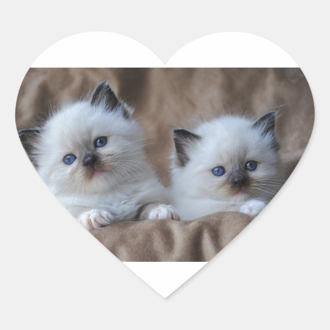 Ragdoll Kittens Heart Sticker (Front)