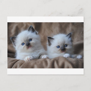 Ragdoll Kittens Postcard