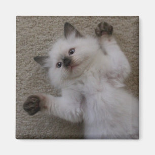 Ragdoll Kitty Magnet