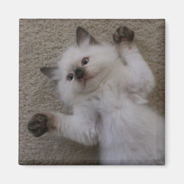 Ragdoll Kitty Magnet (Front)