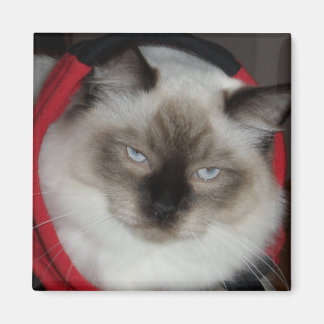 Ragdoll Kitty Magnet