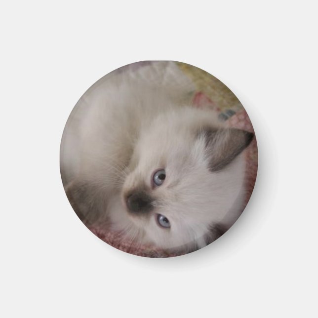 Ragdoll Kitty Magnet (Front)