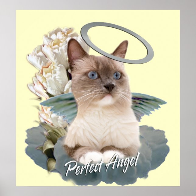 Ragdoll Perfect Angel Kitten poster (Front)