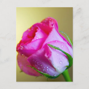Rain Drop Kisses of Nature on Pink Rose Postcard