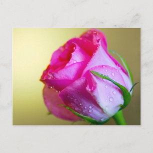 Rain Drop Kisses of Nature on Pink Rose Postcard