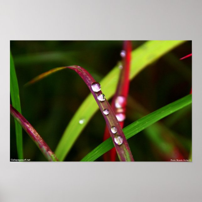 Rain Drops in Grass Poster (Front)