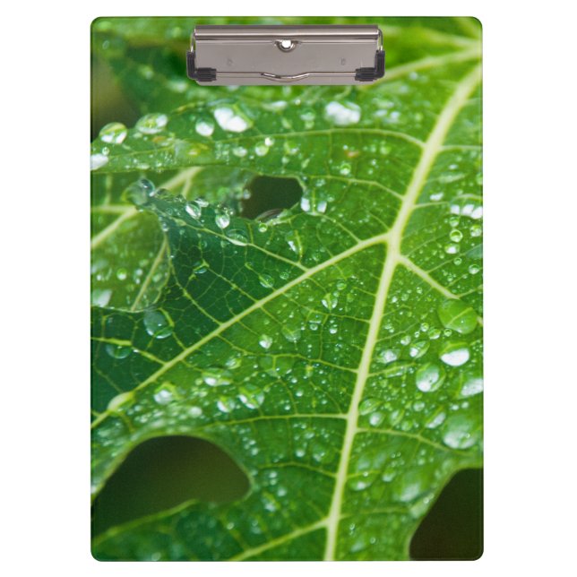 Rain Drops on Green Papaya Leaf Clipboard (Front)