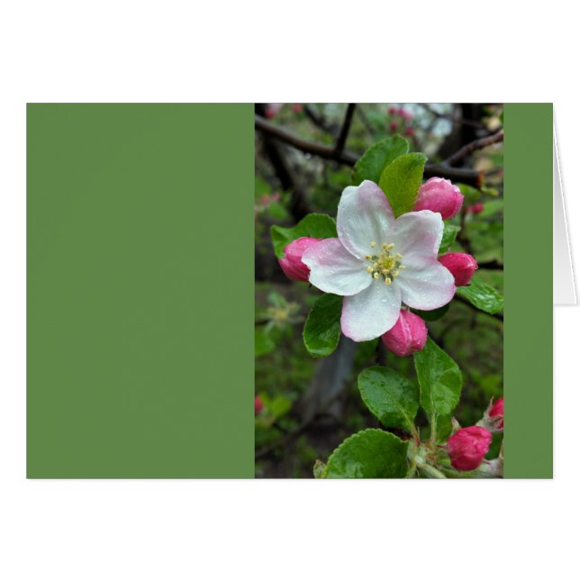 Rain drops on little flower (Front Horizontal)