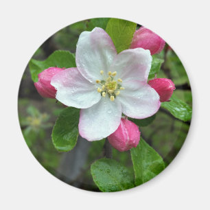 Rain drops on little flower magnet