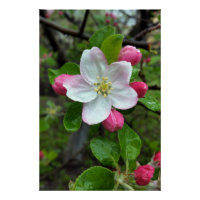 Rain drops on little flower
