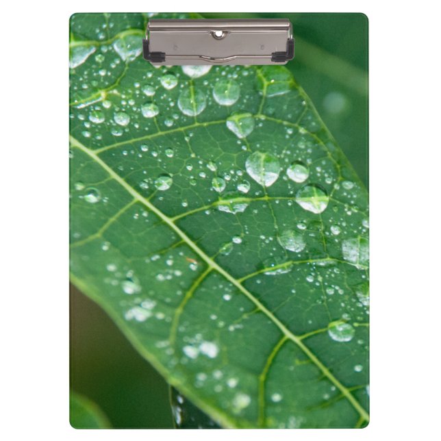 Rain Drops on Papaya Leaf Clipboard (Front)