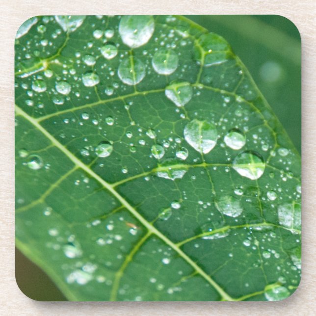 Rain Drops on Papaya Leaf Coaster (Front)