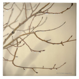 Rain Drops on Tree Branches Tile
