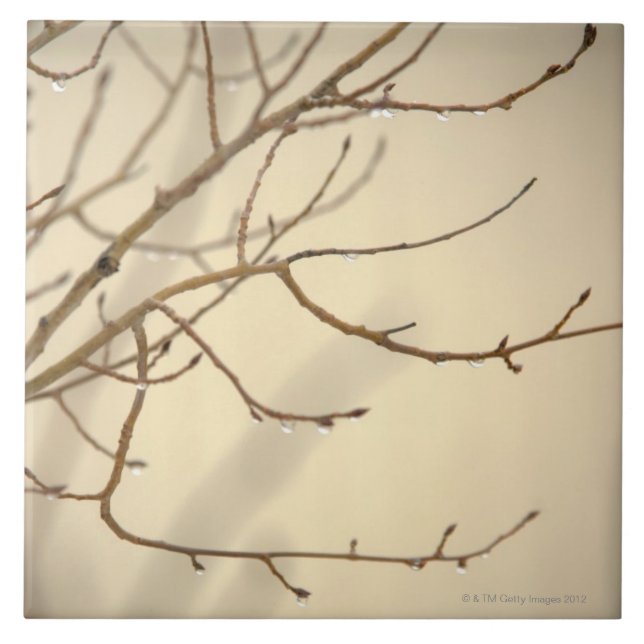 Rain Drops on Tree Branches Tile (Front)