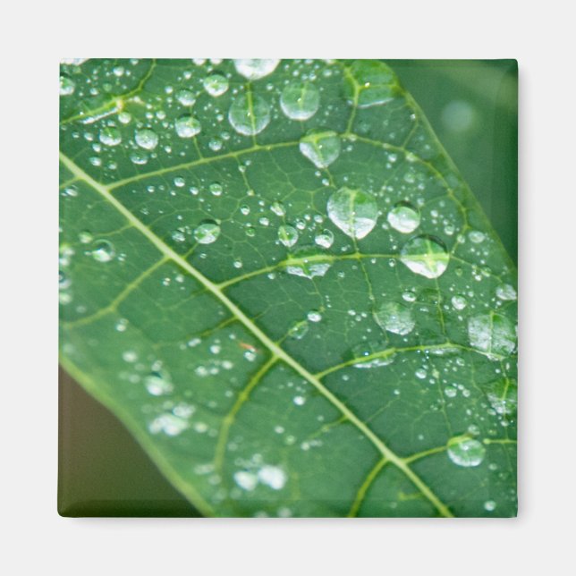Rain Drops on Tropical Papaya Leaf Magnet (Front)