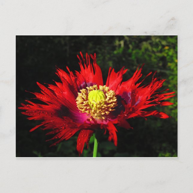 rain drops postcard (Front)