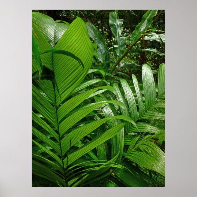 Rain Forest Palms Poster (Front)