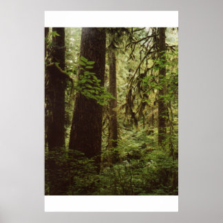 Rain Forest Poster
