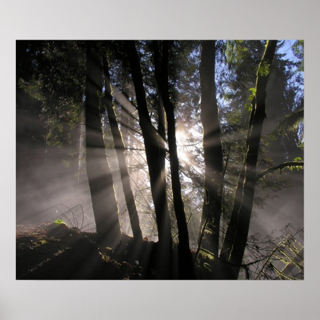 Rain Forest Sun Rays Poster (Front)