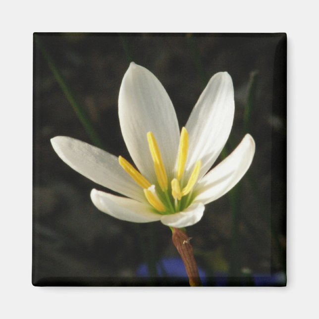 Rain Lily Magnet (Front)