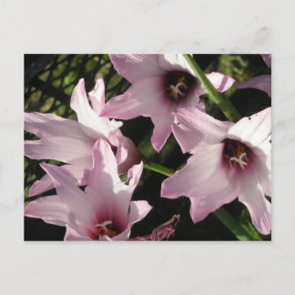 Rain Lily Postcard