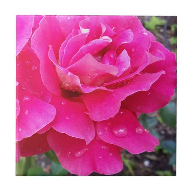 Rain on petals ceramic tile (Front)