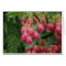 Rain on Pink Bell Flowers